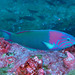 Sunset Wrasse - Photo (c) Sylvain Le Bris, some rights reserved (CC BY-NC), uploaded by Sylvain Le Bris
