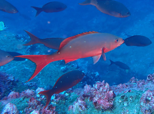 Pacific Creolefish