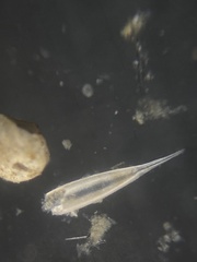 Hyalinonetrion gracillimum