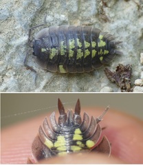 Porcellio duboscqui