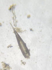 Hyalinonetrion gracillimum