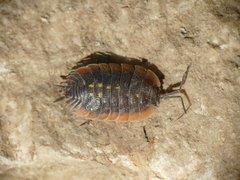 Porcellio duboscqui