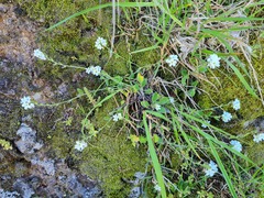 Myosotis lytteltonensis
