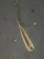 Hyalinonetrion gracillimum