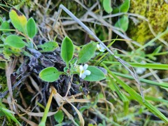 Myosotis lytteltonensis