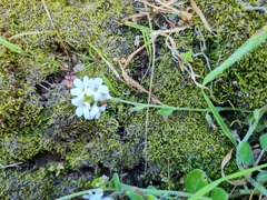 Myosotis lytteltonensis