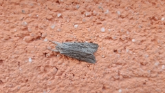 Lithophane lapidea