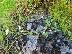 Myosotis lytteltonensis