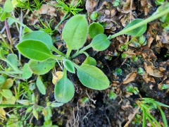 Myosotis lytteltonensis