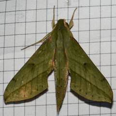 Xylophanes fassli