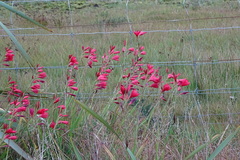 Hesperantha coccinea