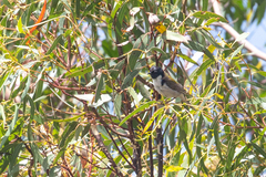 Melithreptus affinis