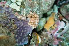 Stolonica australis