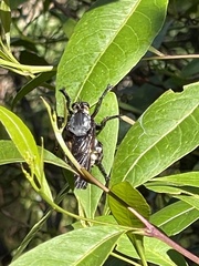 Blepharotes splendidissimus