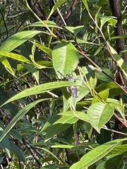 Blepharotes splendidissimus