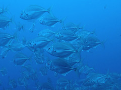 Uraspis helvola