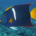 King Angelfish - Photo (c) Sylvain Le Bris, some rights reserved (CC BY-NC), uploaded by Sylvain Le Bris