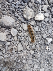 Malacosoma alpicolum