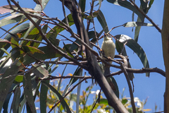 Melithreptus validirostris