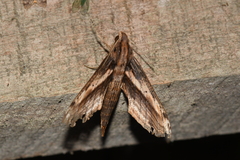 Xylophanes guianensis