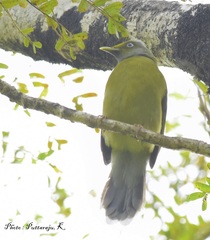 Brachypodius priocephalus