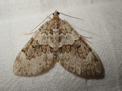 Thera britannica