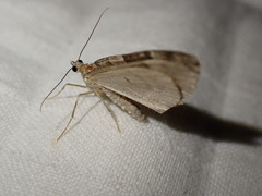 Thera britannica