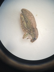 Sitona cylindricollis