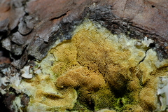 Butyrea luteoalba