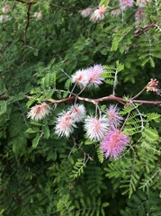 Mimosa texana