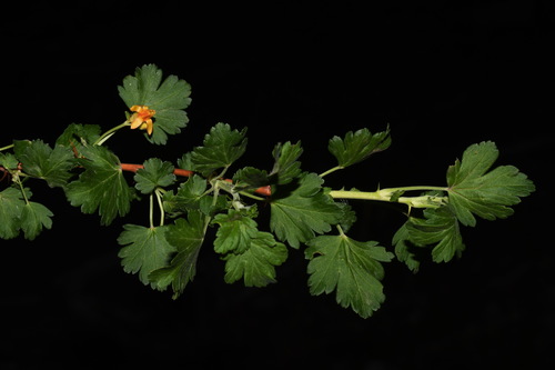 Image of Ribes pinetorum by (c) Brian Finzel, some rights reserved (CC BY-SA)