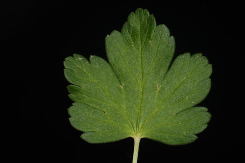 Image of Ribes pinetorum by (c) Brian Finzel, some rights reserved (CC BY-SA)