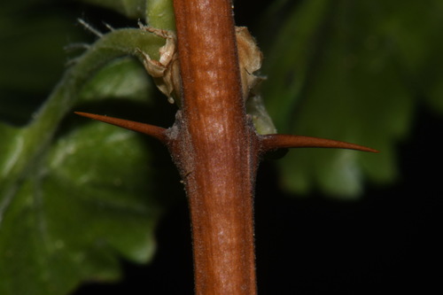 Image of Ribes pinetorum by (c) Brian Finzel, some rights reserved (CC BY-SA)