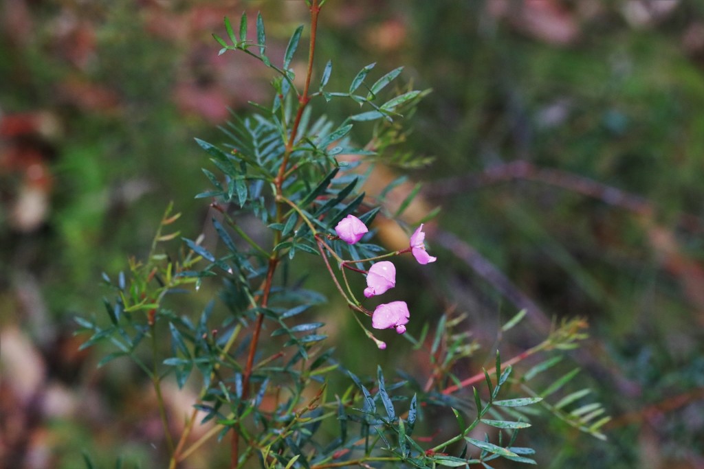 Pink Boronia from Lemon Tree Passage NSW 2319, Australia on December 27