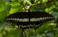 Papilio liomedon