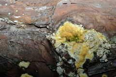 Butyrea luteoalba
