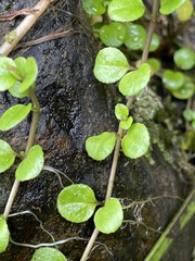 Epilobium nummulariifolium
