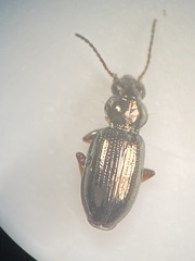 Bembidion lampros