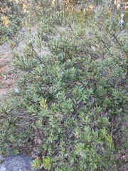 Comarostaphylis polifolia