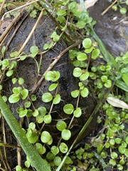Epilobium nummulariifolium