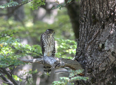 Accipiter chilensis