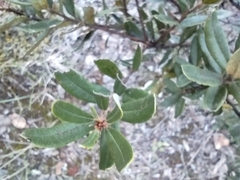 Comarostaphylis polifolia