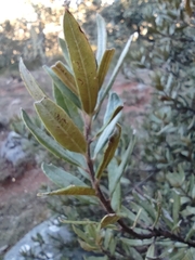 Comarostaphylis polifolia