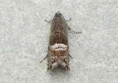 Sereda tautana