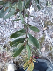 Comarostaphylis polifolia