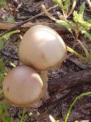 Conocybe siliginea