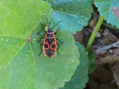 Pyrrhocoris apterus
