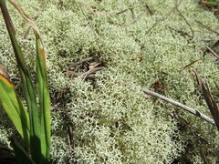 Cladonia confusa