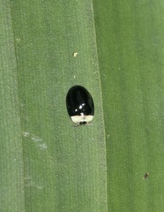 Imatidium thoracicum