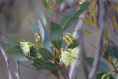 Eucalyptus astringens